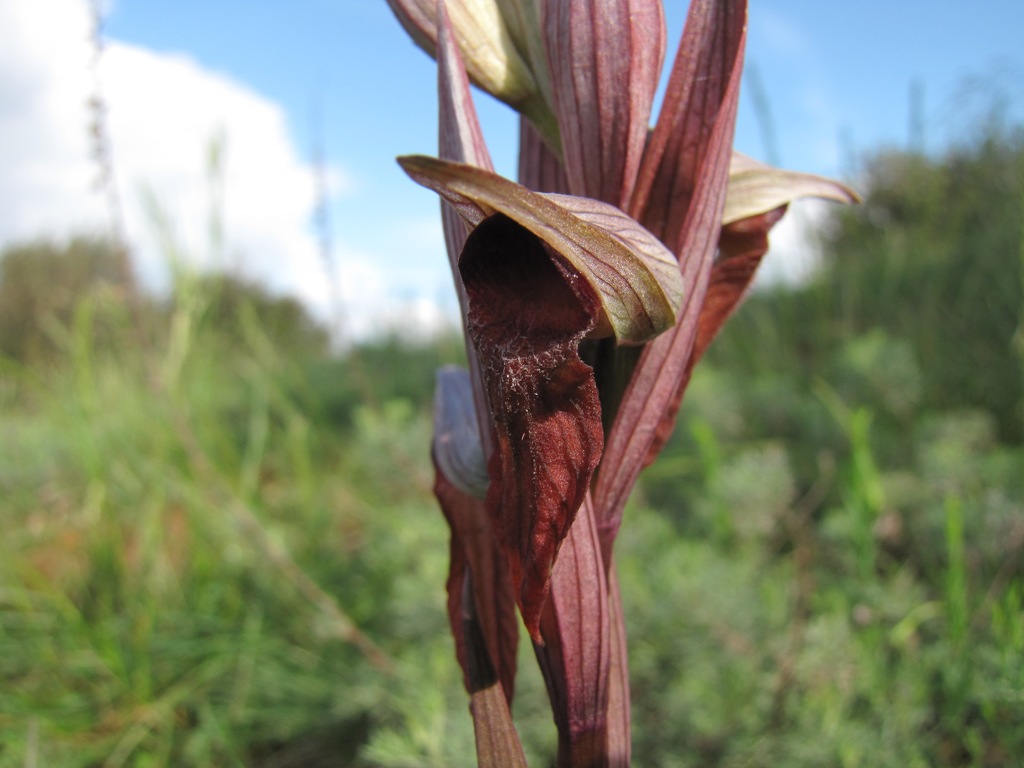 Serapias vomeracea